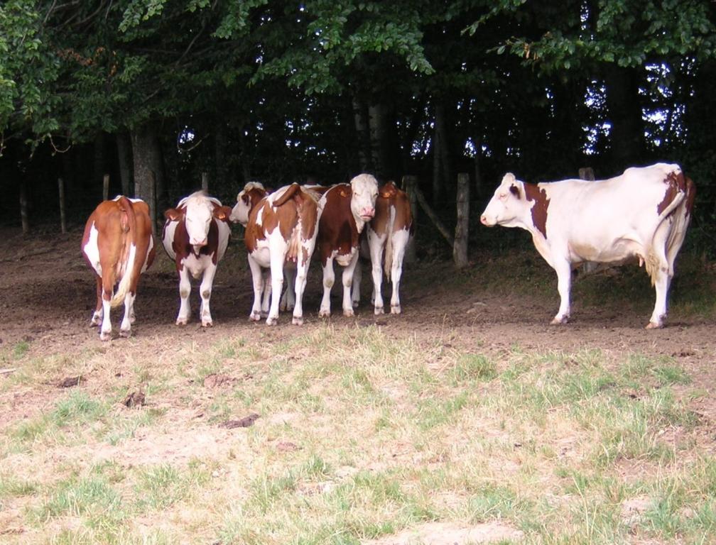 Gite Les Hirondelles Plombières-les-Bains Buitenkant foto