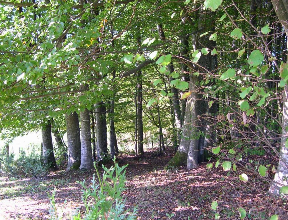 Gite Les Hirondelles Plombières-les-Bains Buitenkant foto